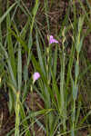 Thickleaf waterwillow